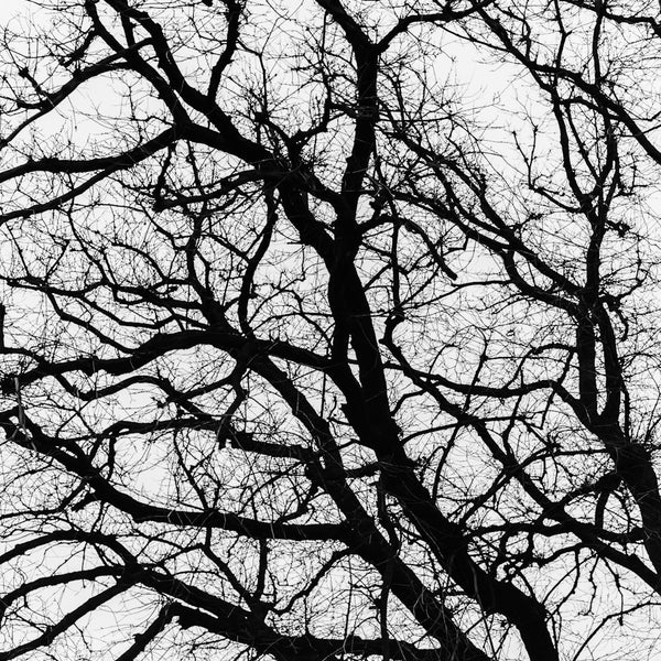 Portrait Tree Name Plate
