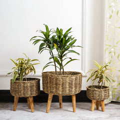 Jute - Planter