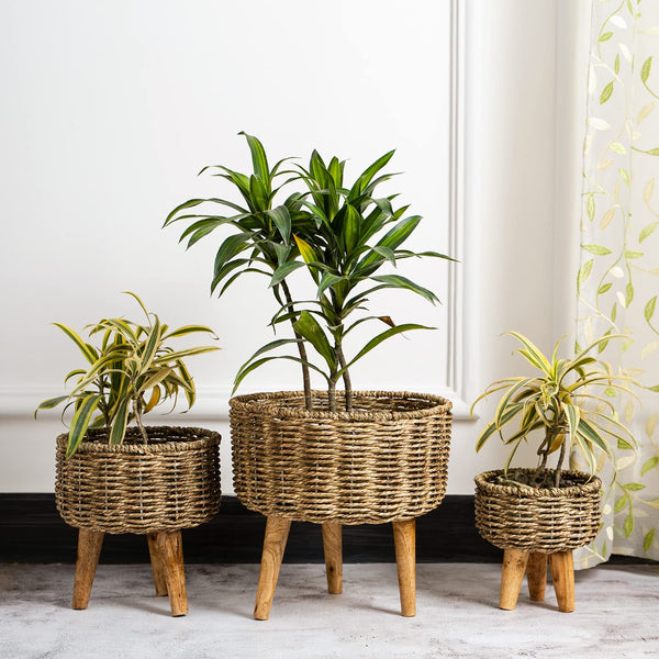 Jute - Planter